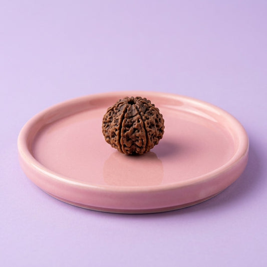 5 Mukhi Rudraksha — studio product photo | Kubair