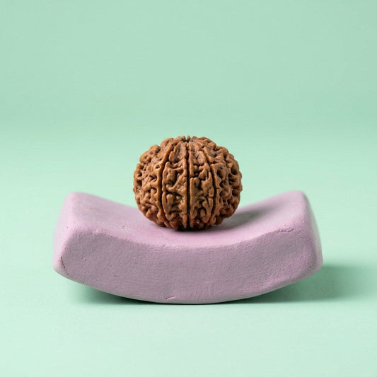6 Mukhi Rudraksha — studio product photo | Kubair