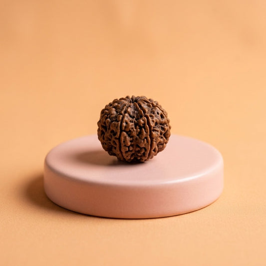 7 Mukhi Rudraksha — studio product photo | Kubair