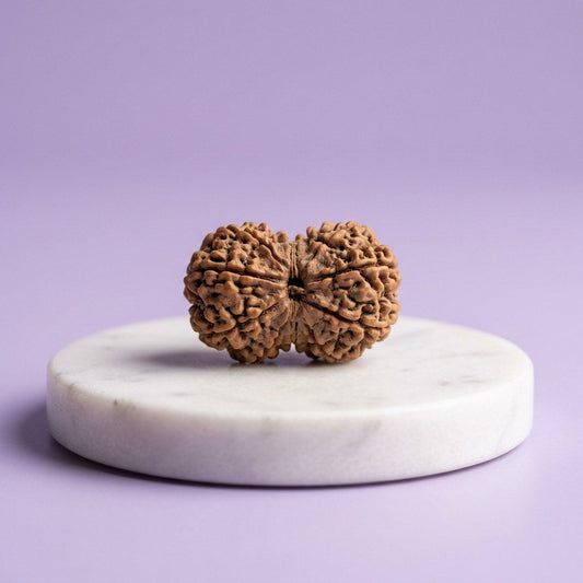 Gaurishankar Rudraksha — studio product photo | Kubair